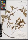 Foto von Salix excelsa S. G. Gmel.